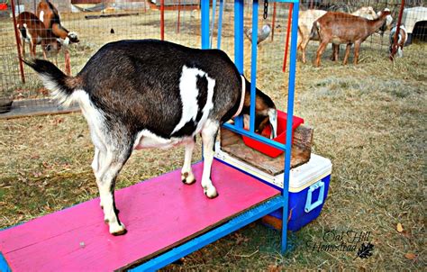 How To Stop Milking Your Goat How To Dry Off A Dairy Goat Oak Hill