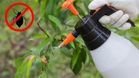 Quieres Preparar Un Fungicida Casero Y Natural Para Eliminar Hongos En My XXX Hot Girl