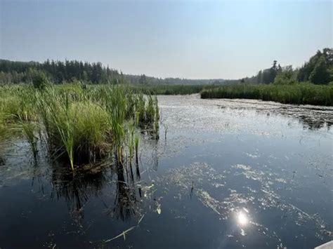 2023 Best Wildlife Trails in Makwa Lake Provincial Park | AllTrails