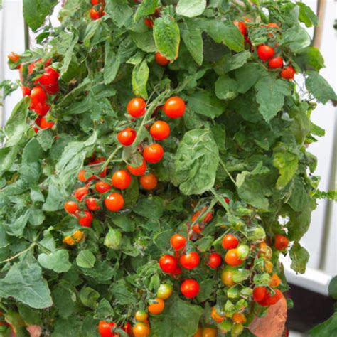 Samen Tomate Balkonzauber Cherrytomate Tomatensamen Balkontomate