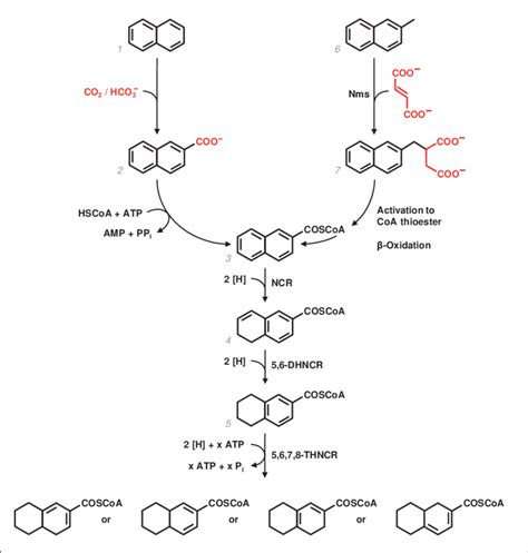 Anaerobic Degradation Of Naphthalene And 2 Methylnaphthalene In The