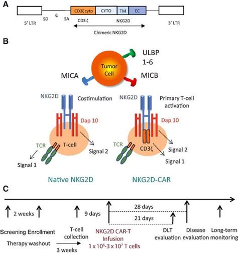 Phase I Trial Of Autologous Car T Cells Targeting Nkg2d Ligands In