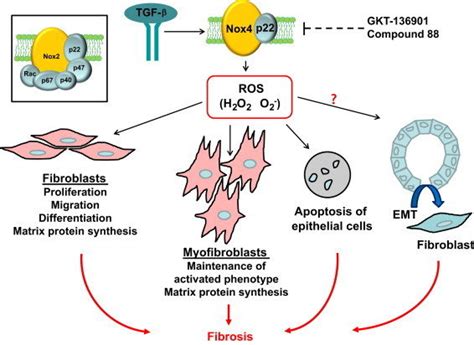 Involvement Of Nox Type Nadph Oxidase In Tgf Induced Profibrotic