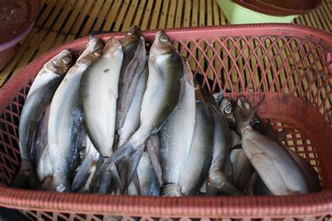 Kandungan Gizi Ikan Bandeng Homecare24