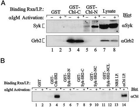 Gst Fusion Proteins Of The C Terminal Region Of Cbl Cbl C And Sh Or