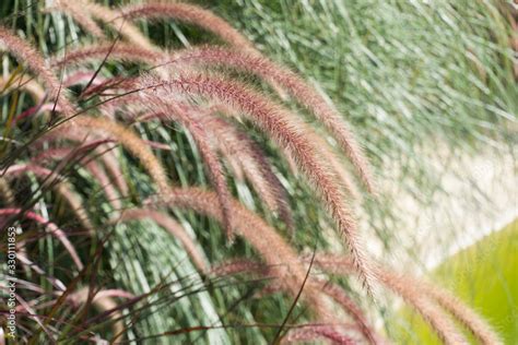 Pennisetum setaceum Rubrum Stock Photo | Adobe Stock