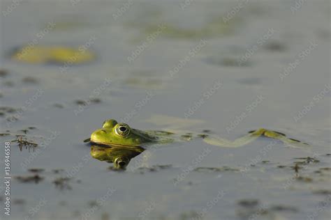 Pool Frog Rana Lessonae Swimming At Water Surface Danube Delta