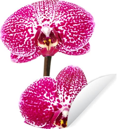 WallCircle Muurstickers Behangcirkel Orchidee Roze 30x30 Cm