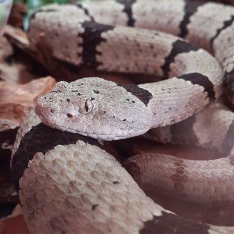 Banded Rock Rattlesnake | Reptiles, Rattlesnake, Animal photo