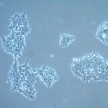 Hek E Cell Line Sigma Aldrich