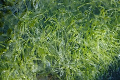 Seaweed Extract Uses In Agriculture A Step By Step Guide For Beginners