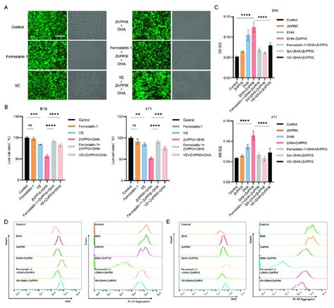 The Synergistic Anti Cancer Effect Of ZnPPIX And DHA Can Be Suppressed