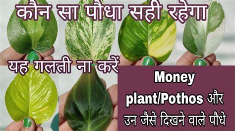 types  money plant  indiapothos varieties