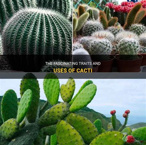 The Fascinating Traits And Uses Of Cacti Shuncy