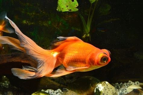 Butterfly Telescope Goldfish Care Guide Your Aquarium Place