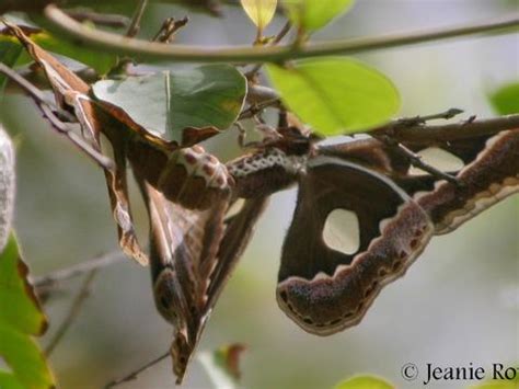 Family Saturniidae (Wild Silk Moths) | Butterflies and Moths of North ...