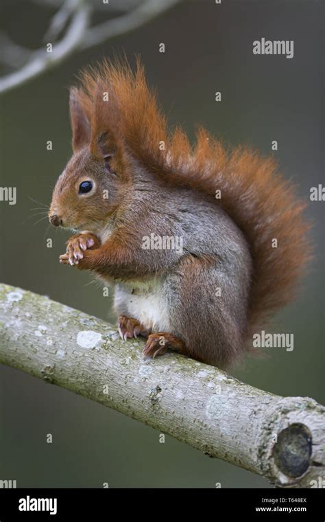 Sciuridae Hi Res Stock Photography And Images Alamy