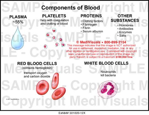 Components Of Blood Diagram