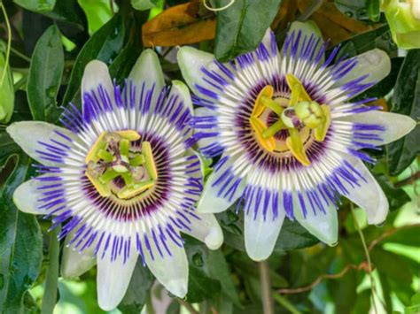 Passiflora Caerulea Blue Passion Flower World Of Flowering Plants