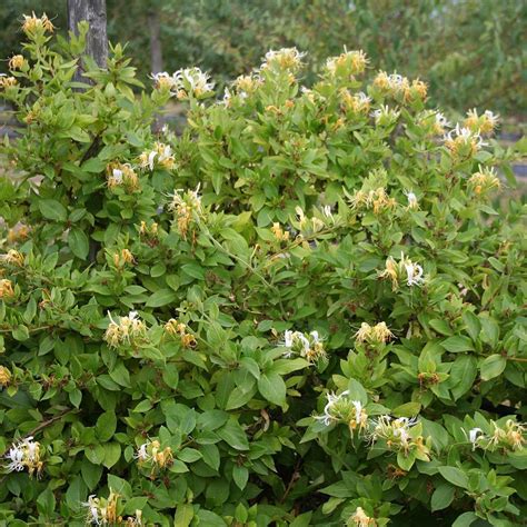 Lonicera Japonica Hall S Prolific Kamperfoelie Cm In Pot