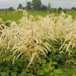 Astilbe Thunbergii Professor Van Der Wielen Pluimspirea Kopen