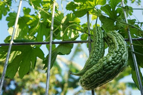 How To Grow Bitter Melon Harvest To Table