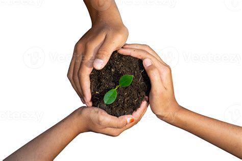 Three Hands Holding A Plant Together Png