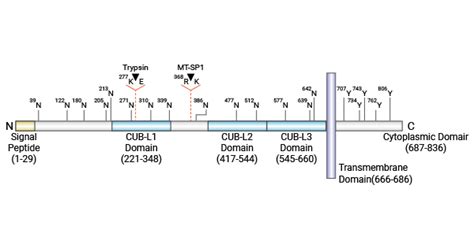 Cdcp A Mediator For Cell Signaling In Cancers Cusabio