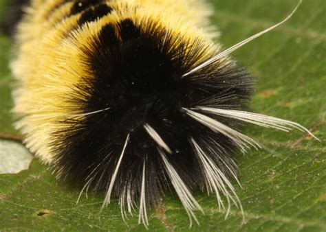 Spotted Tussock Moth Caterpillar | The Backyard Arthropod Project