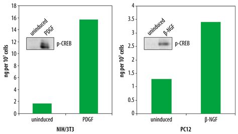 Human Mouse Rat Phospho Creb S Duoset Ic Elisa Dyc R D Systems