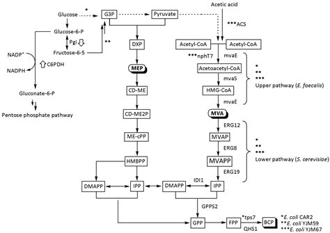 Fermentation Free Full Text An Update On Microbial Biosynthesis Of