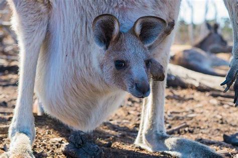 14 Types of Marsupials (Facts, Pictures, Examples) - Wildlife Informer