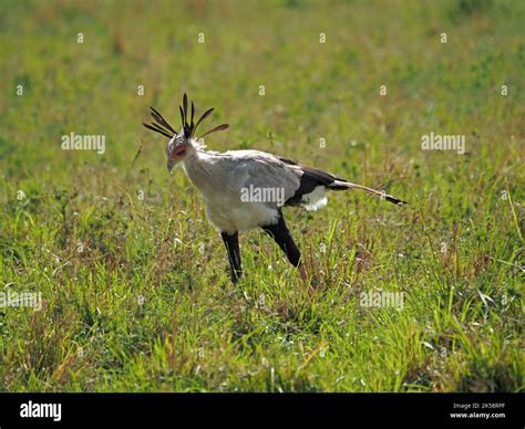 Secretary Bird Or Secretarybird Sagittarius Serpentarius Hunting On