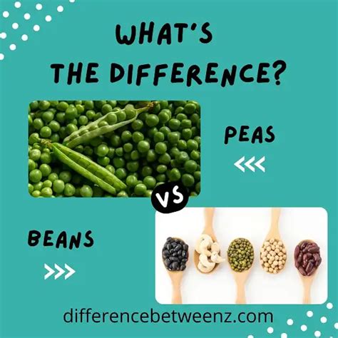 Difference between Peas and Beans - Difference Betweenz