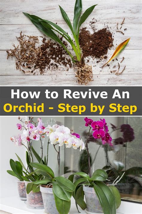 How To Revive An Orchid A Step By Step Guide Orchid Plant Care