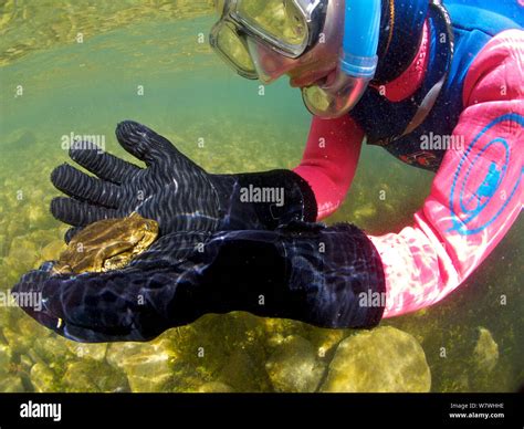 Researcher holding a Titicaca water / Lake Titicaca frog (Telmatobius culeus) underwater, Lake ...