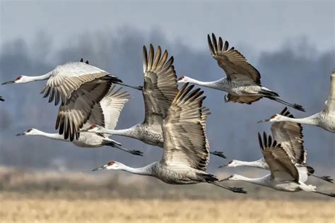 how do migrating birds know where to go