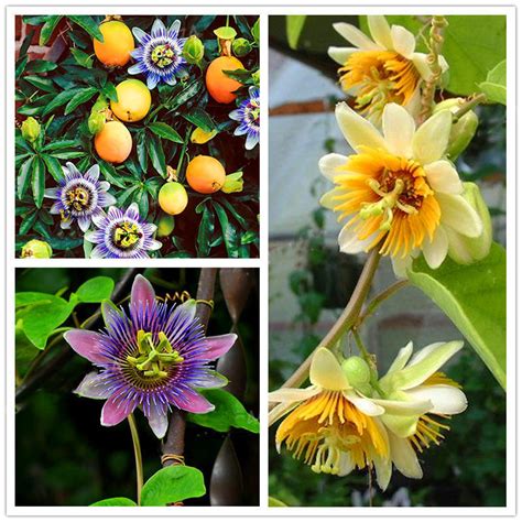 Egrow 50pcs Pack Passiflora Incarnata Seeds Home Garden Plants Passion Fruit Flo Seed Starting