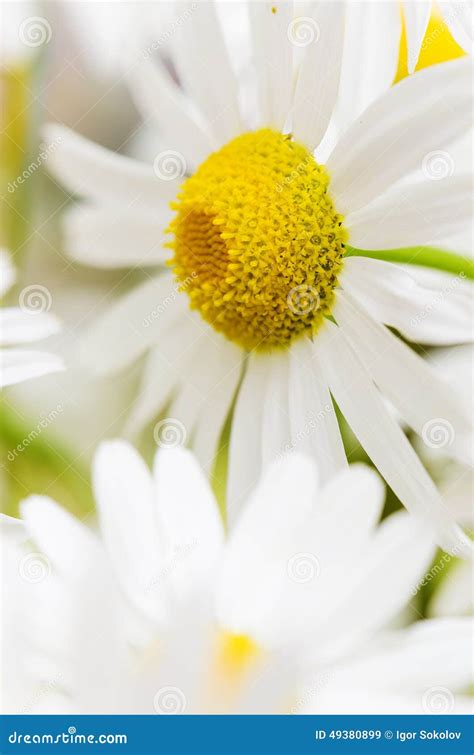 Bouquet of wild daisies stock image. Image of flora, camomile - 49380899