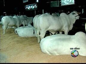 MGTV 2ª edição Uberlândia Exposição internacional de gado nelore