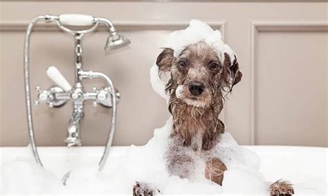 Cuál es el Mejor Champú para Bañar a mi Perro Para no Dañar su pelo