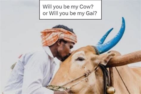 Cow Hug Day Memes That Will ‘amoose You After Animal Welfares