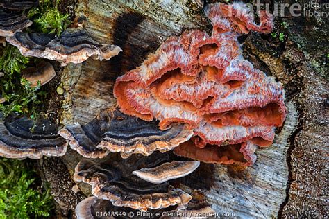 Stock Photo Of Trembling Merulius Jelly Rot Phlebia Tremellosa