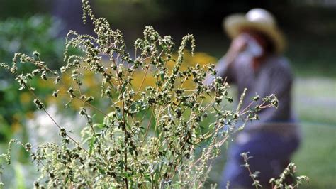 Ragweed Allergy Symptoms Causes And Treatments Forbes Health