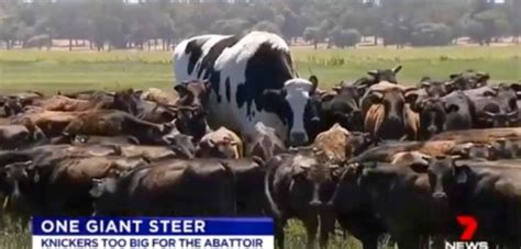 Worlds Biggest Cow As Tall As Michael Jordan Leaves Internet Baffled Big World Tale