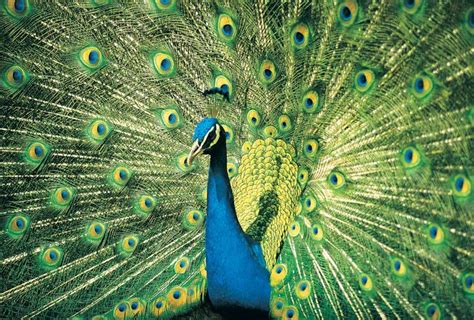 Congo peacock | bird | Britannica