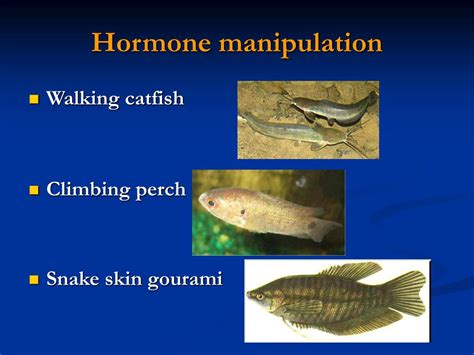 PPT Factors Affecting On Sex Reversal Of Fishes PowerPoint Presentation ID