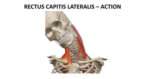 Prevertebral muscles | PPT