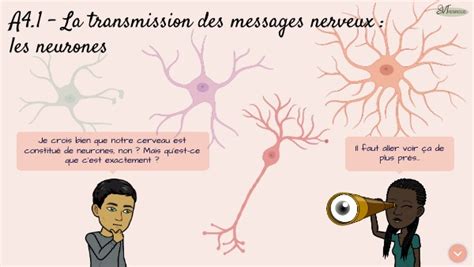 A La Transmission Des Messages Nerveux Partie Neurones