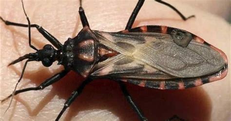 La prevención es fundamental en la lucha contra el Chagas